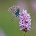 Hauhechel-Bläuling (Polyommatus icarus)