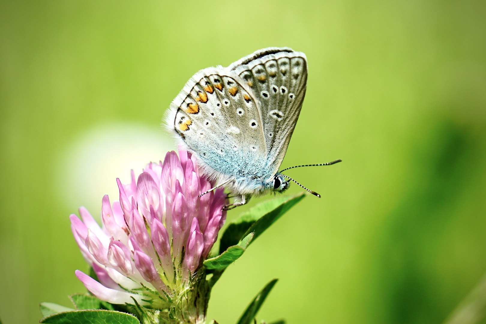 Hauhechel-Bläuling (Polyommatus icarus)