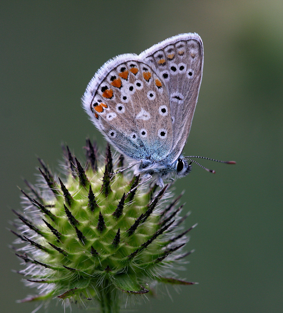 Hauhechel-Bläuling (Polyommatus icarus)