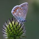 Hauhechel-Bläuling (Polyommatus icarus)