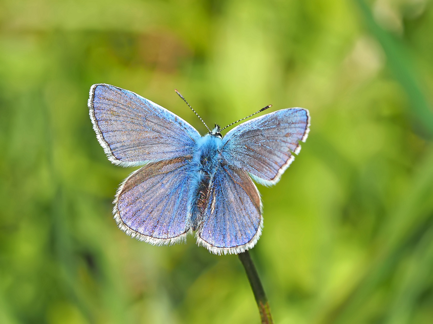 Hauhechel-Bläuling (Polyommatus icarus)  - Argus bleu.