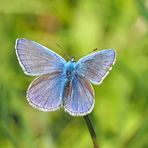 Hauhechel-Bläuling (Polyommatus icarus)  - Argus bleu.