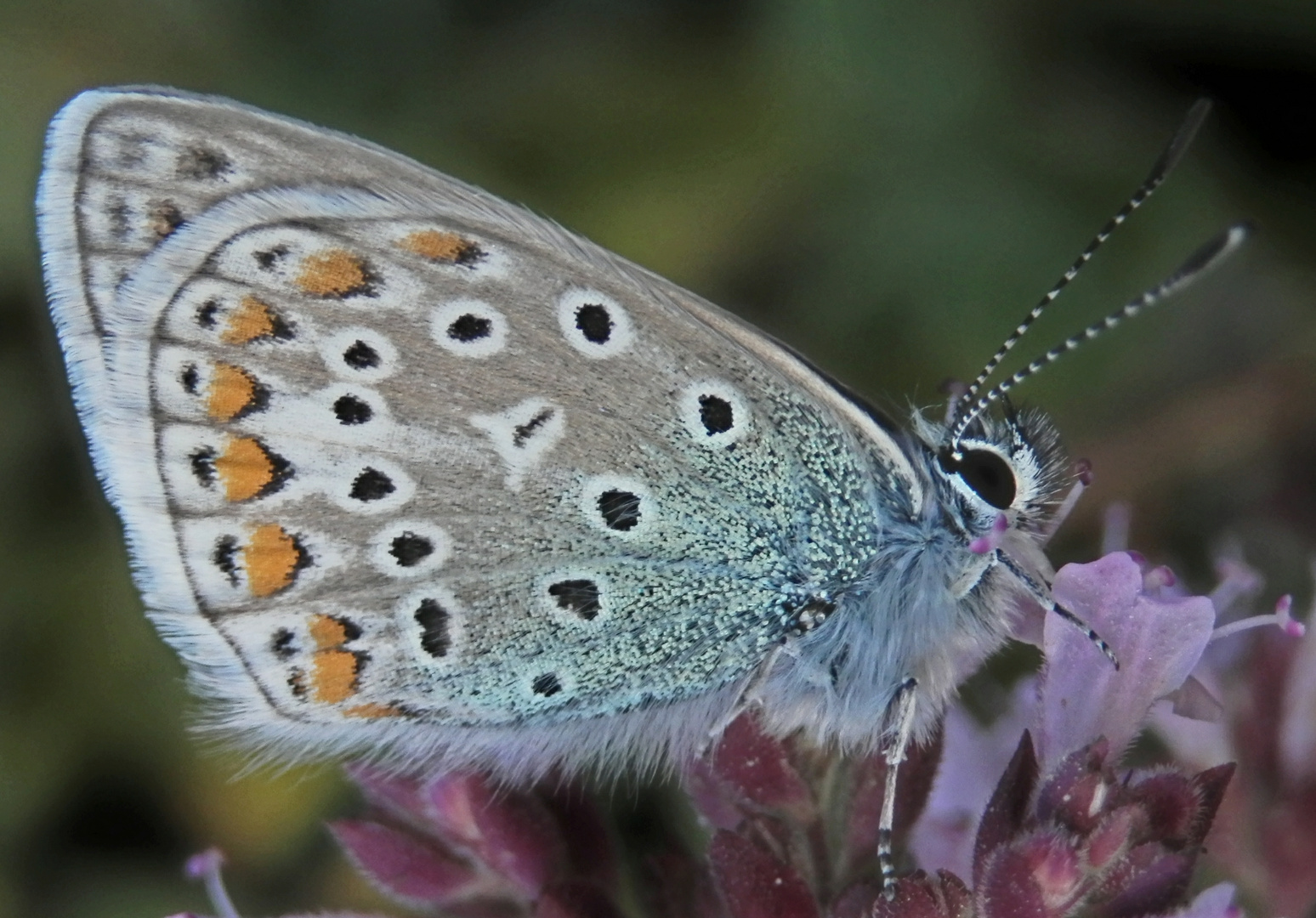 Hauhechel-Bläuling (Polyommatus icarus) auf Oregano