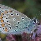 Hauhechel-Bläuling (Polyommatus icarus) auf Oregano