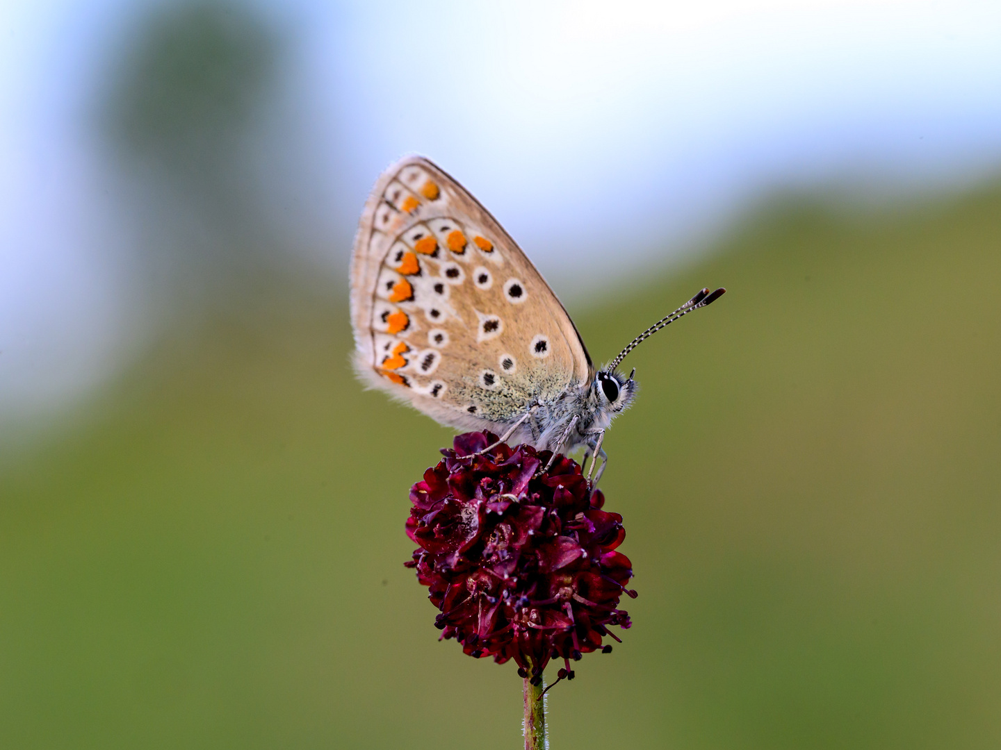 Hauhechel Bläuling (Polyommatus Icarus) auf Wiesenknopf