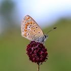 Hauhechel Bläuling (Polyommatus Icarus) auf Wiesenknopf