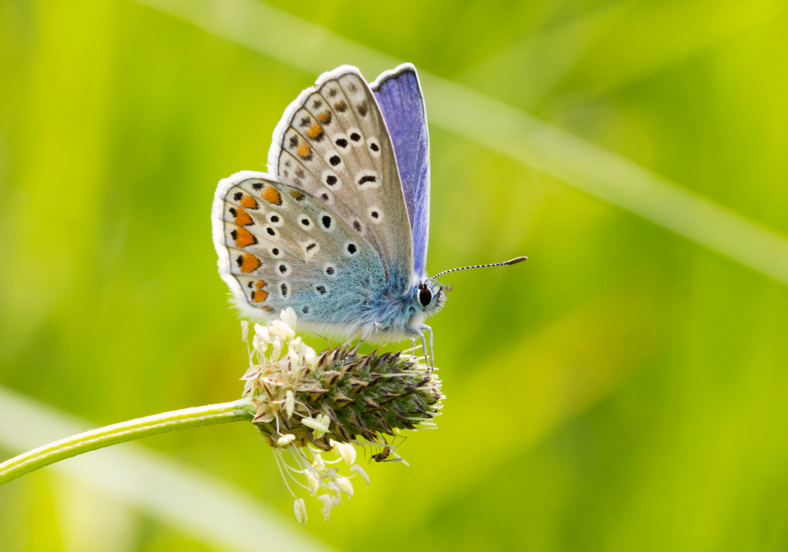  Hauhechel-Bläuling, Polyommatus icarus