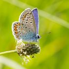  Hauhechel-Bläuling, Polyommatus icarus