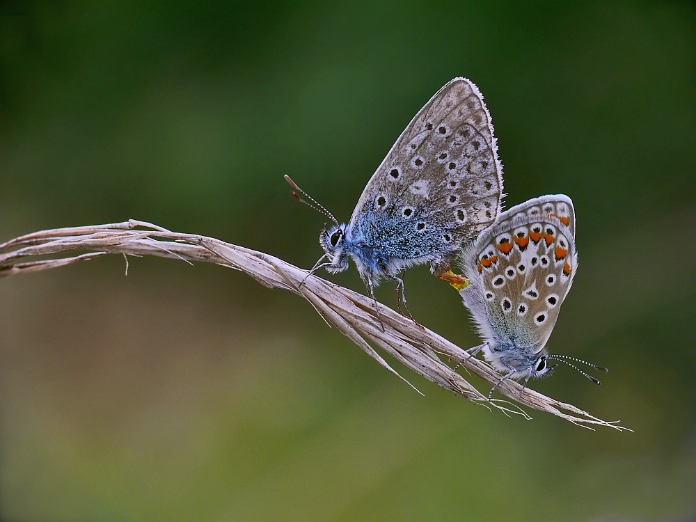 Hauhechel-Bläuling  - Polyommatus icarus