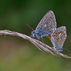 Hauhechel-Bläuling  - Polyommatus icarus