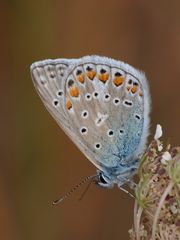  Hauhechel-Bläuling (Polyommatus icarus) 