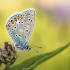 Hauhechel-Bläuling (Polyommatus icarus)