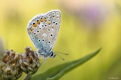 Hauhechel-Bläuling (Polyommatus icarus)