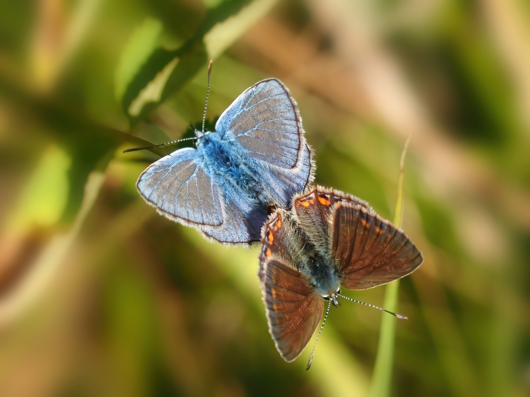 Hauhechel-Bläuling, (Polyommatus-icarus)