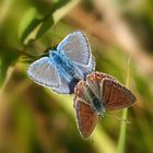 Hauhechel-Bläuling, (Polyommatus-icarus)