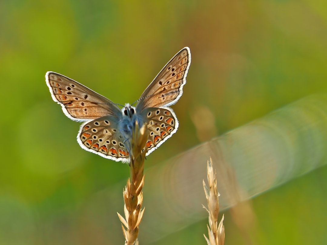 Hauhechel-Bläuling (Polyommatus icarus) 