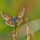 Hauhechel-Bläuling (Polyommatus icarus) 