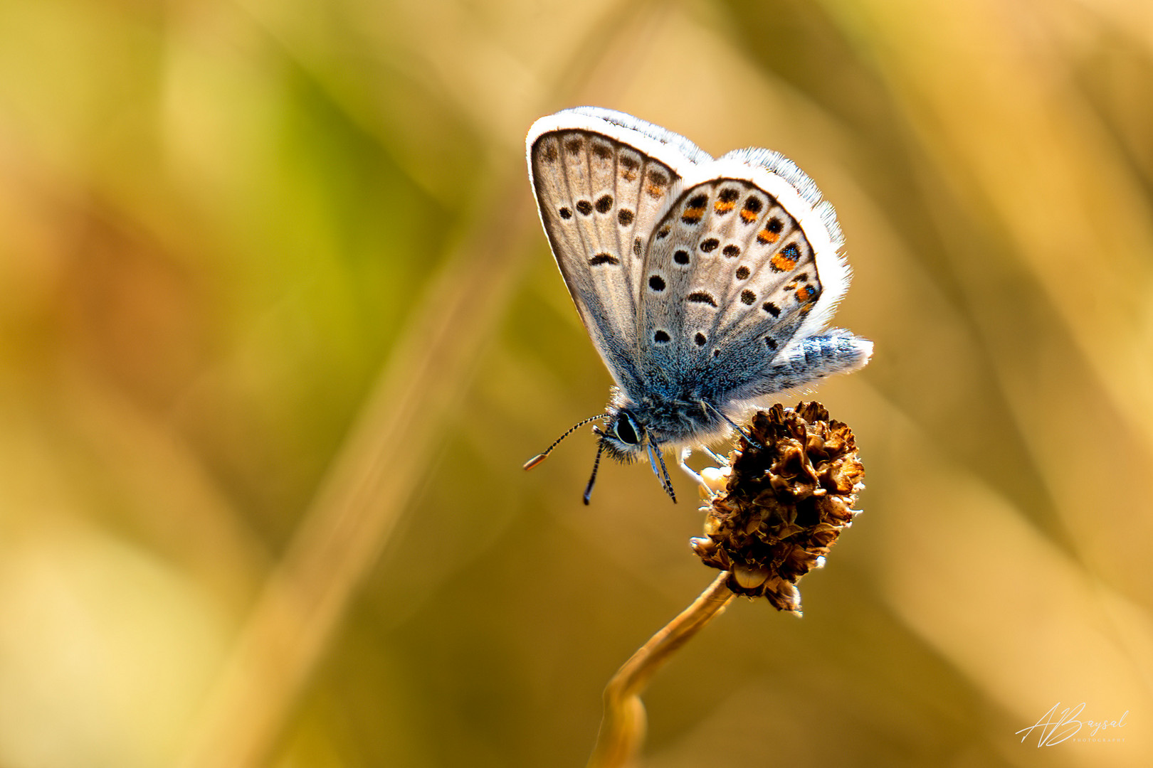 Hauhechel-Bläuling (Polyommatus icarus)