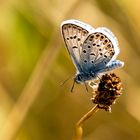 Hauhechel-Bläuling (Polyommatus icarus)