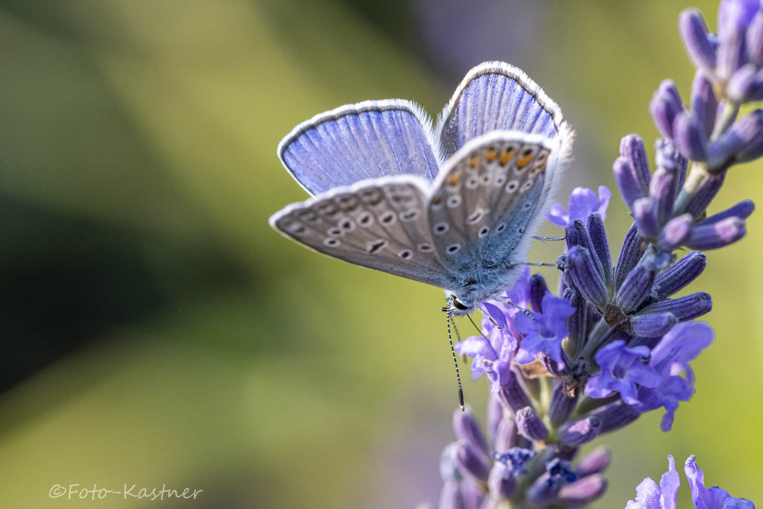 Hauhechel-Bläuling (Polyommatus icarus)