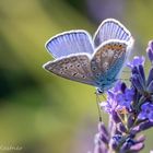 Hauhechel-Bläuling (Polyommatus icarus)