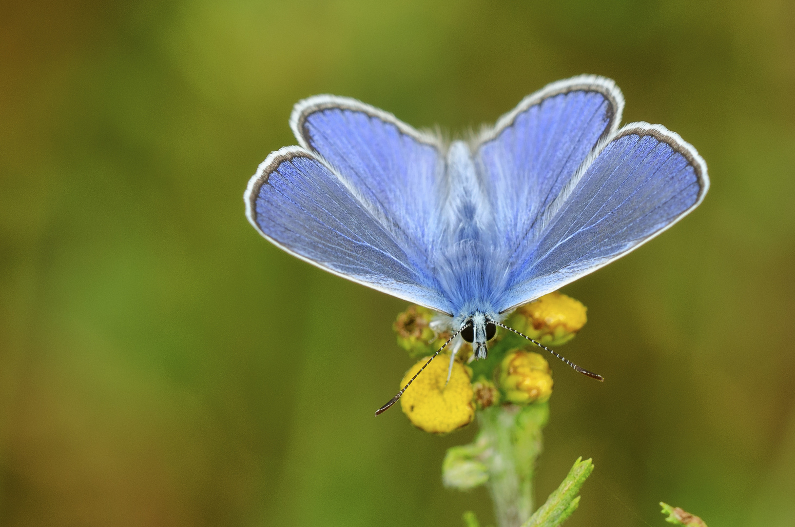 Hauhechel-Bläuling (Polyommatus icarus)