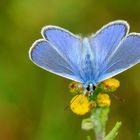 Hauhechel-Bläuling (Polyommatus icarus)