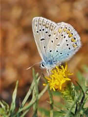 Hauhechel Bläuling, (Polyommatus icarus)