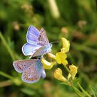 Hauhechel-Bläuling (Polyommatus icarus)