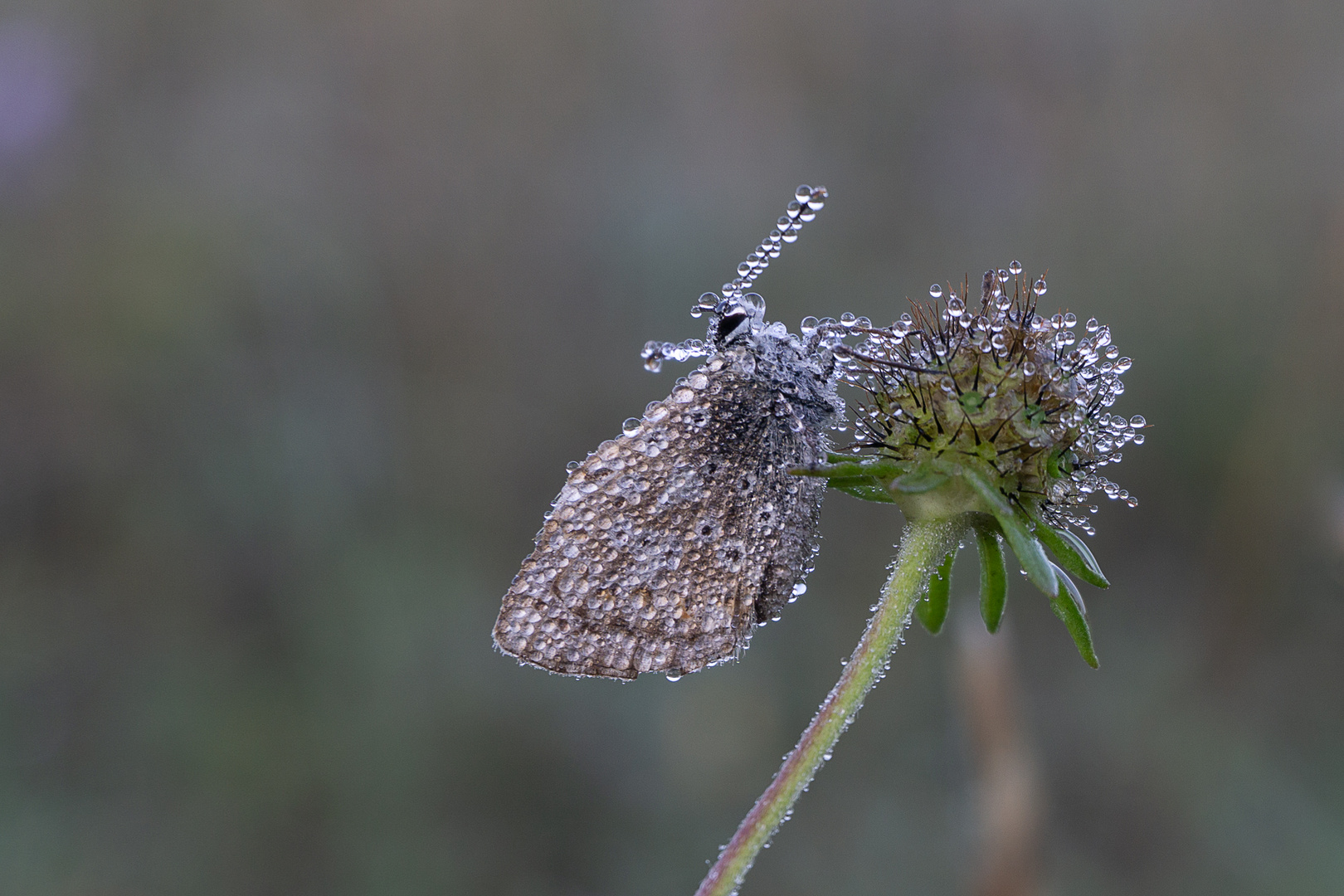 Hauhechel-Bläuling (Polyommatus icarus) 