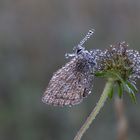 Hauhechel-Bläuling (Polyommatus icarus) 