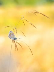 Hauhechel-Bläuling (Polyommatus icarus)