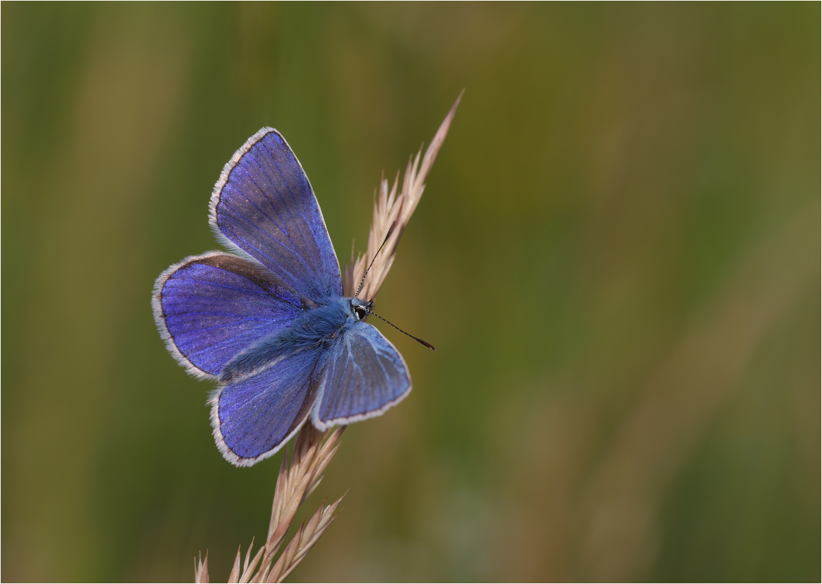 Hauhechel-Bläuling (Polyommatus icarus)