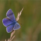 Hauhechel-Bläuling (Polyommatus icarus)