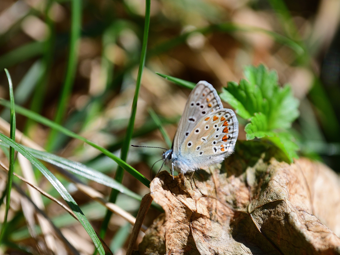 Hauhechel Bläuling, (Polyommatus icarus), Common blue