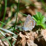 Hauhechel Bläuling, (Polyommatus icarus), Common blue