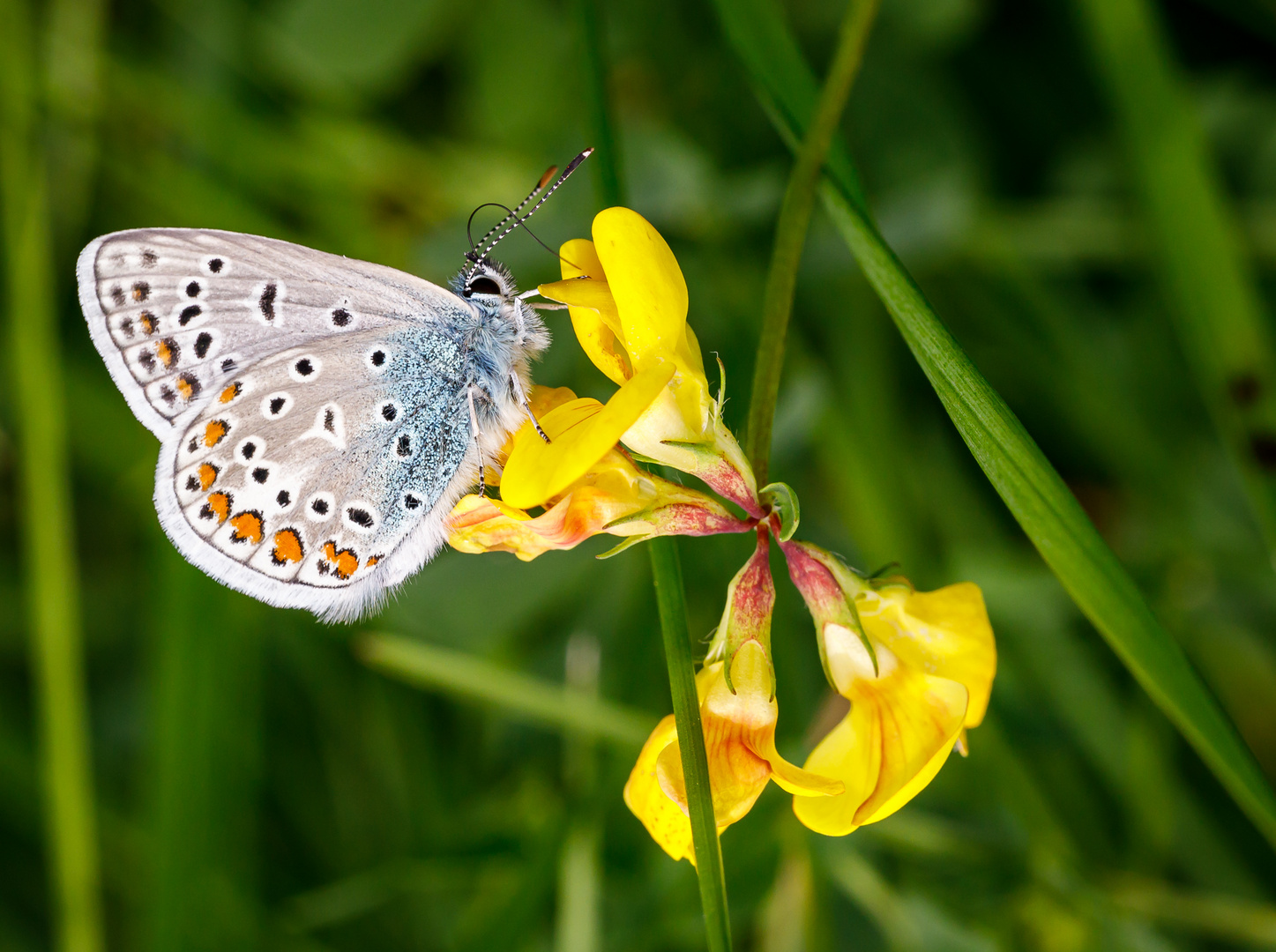 Hauhechel-Bläuling (Polyommatus icarus)