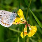 Hauhechel-Bläuling (Polyommatus icarus)