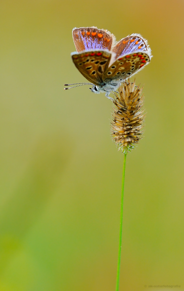 Hauhechel-Bläuling (Polyommatus icarus)