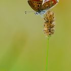 Hauhechel-Bläuling (Polyommatus icarus)