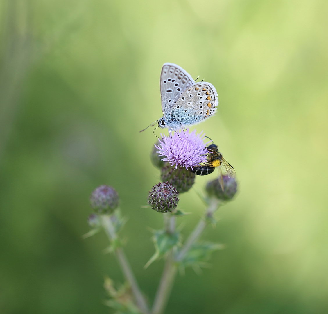  Hauhechel-Bläuling (Polyommatus icarus)