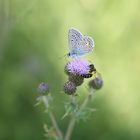  Hauhechel-Bläuling (Polyommatus icarus)