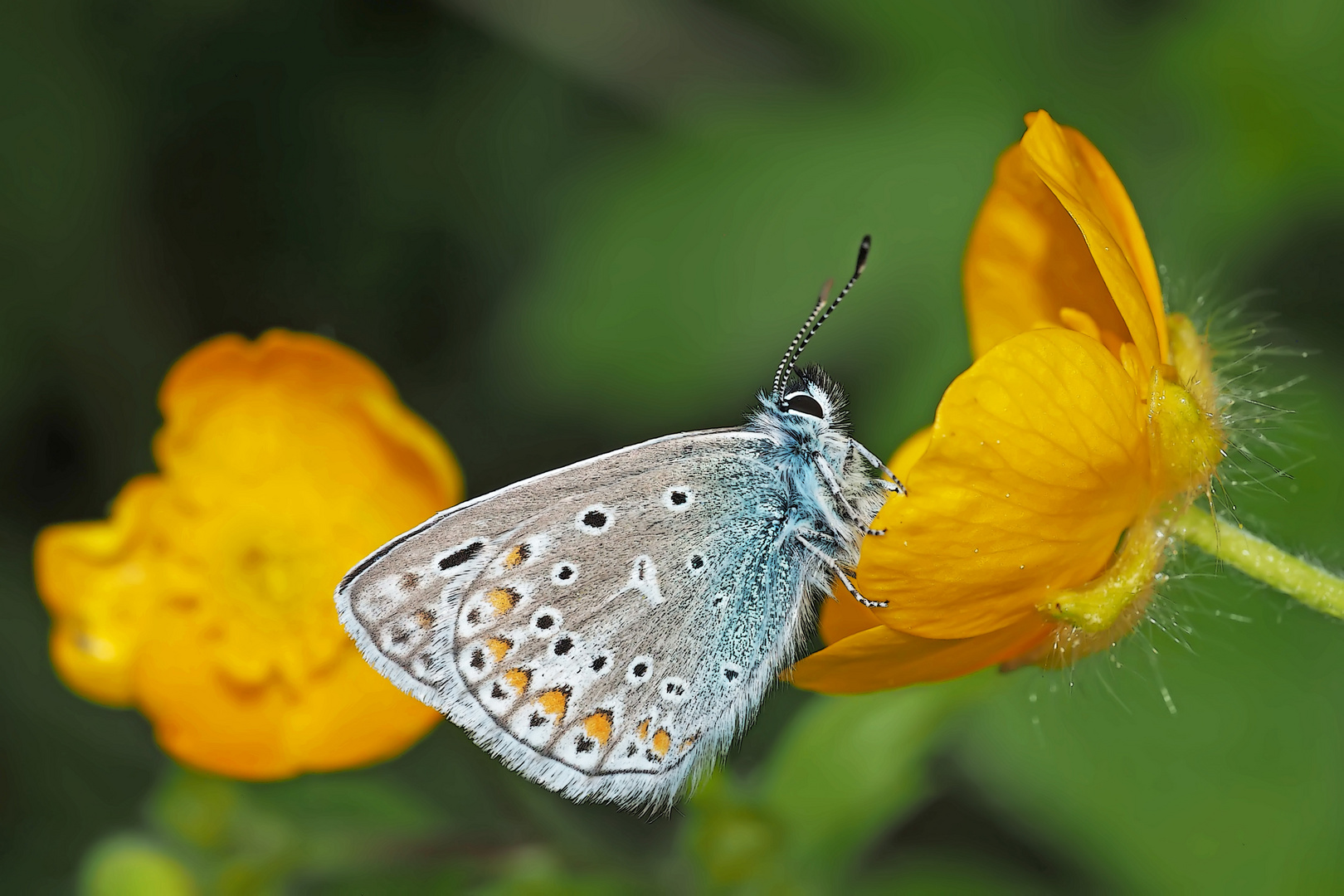 Hauhechel-Bläuling (Polyommatus icarus)