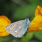 Hauhechel-Bläuling (Polyommatus icarus)