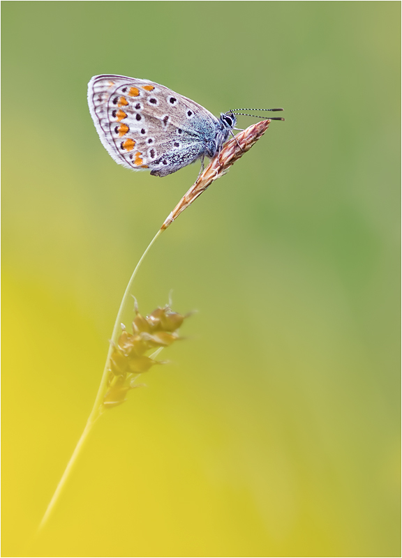 Hauhechel-Bläuling ( Polyommatus icarus) der nächste