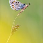 Hauhechel-Bläuling ( Polyommatus icarus) der nächste