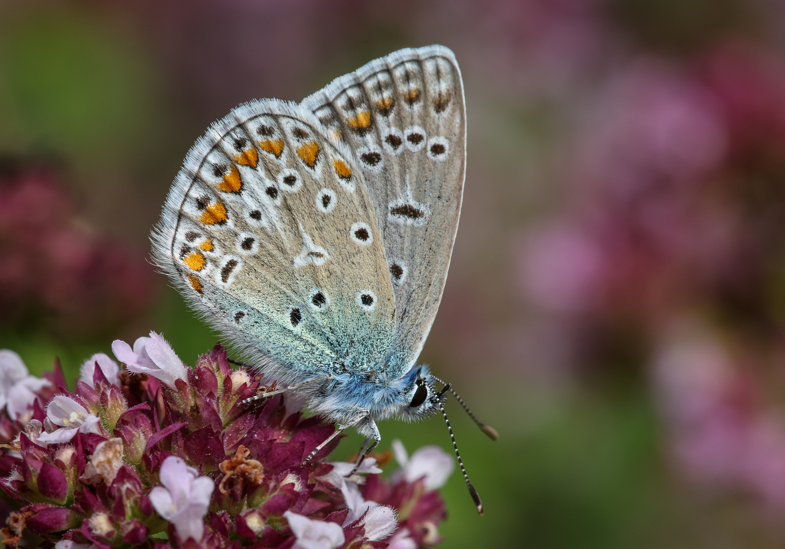 Hauhechel-Bläuling  (Polyommatus icarus)