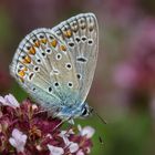 Hauhechel-Bläuling  (Polyommatus icarus)