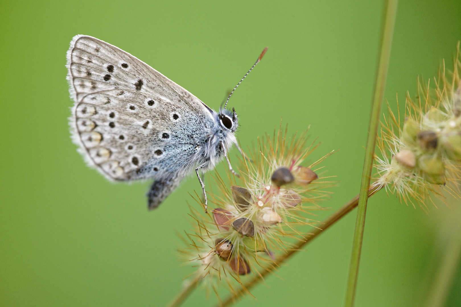 Hauhechel-Bläuling / Polyommatus icarus 