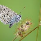 Hauhechel-Bläuling / Polyommatus icarus 